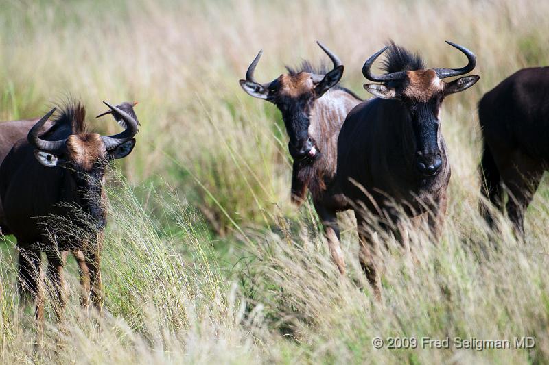 20090613_112734 D300 (1) X1.jpg - Wildebeast in Okavanga Delta, Botswana